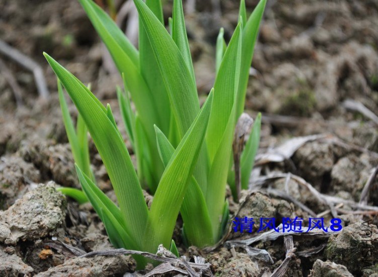 ��ҶƷ�ֿ�ʼ��ѿ