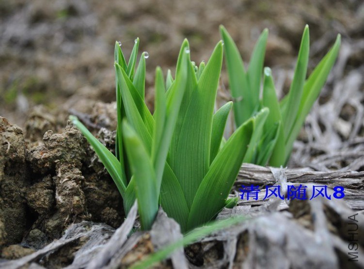 ��ҶƷ�ֿ�ʼ��ѿ