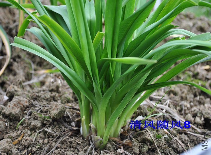 ����Ʒ�ֳɴԵ�ֲ��