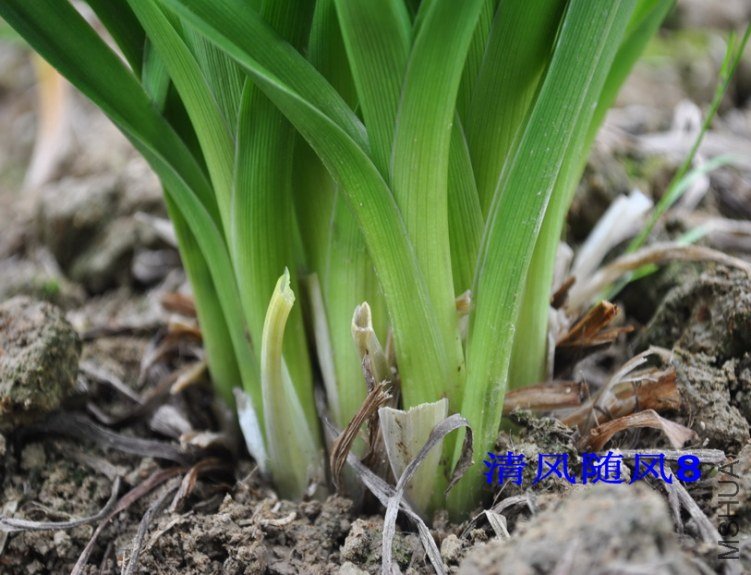 �ɴԵ�ֲ�����