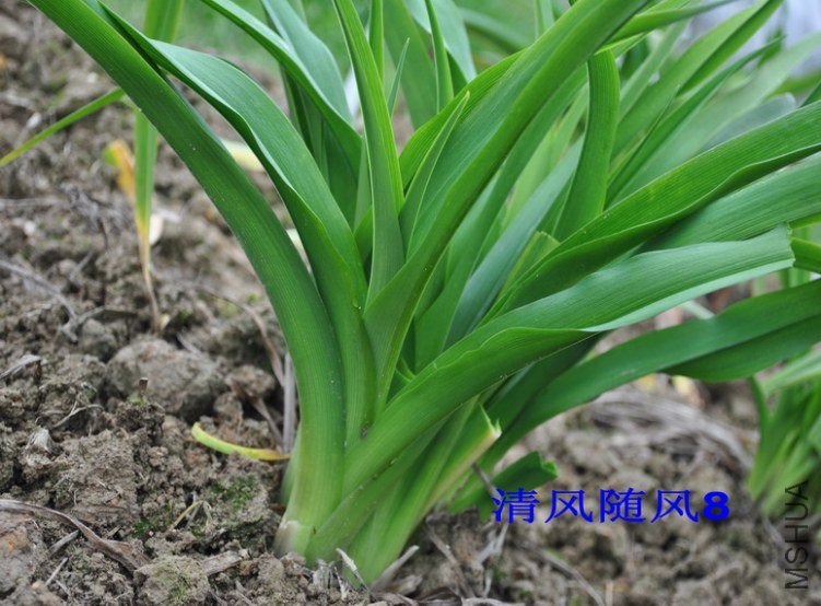 ����Ʒ�ֳɴԵ�ֲ��