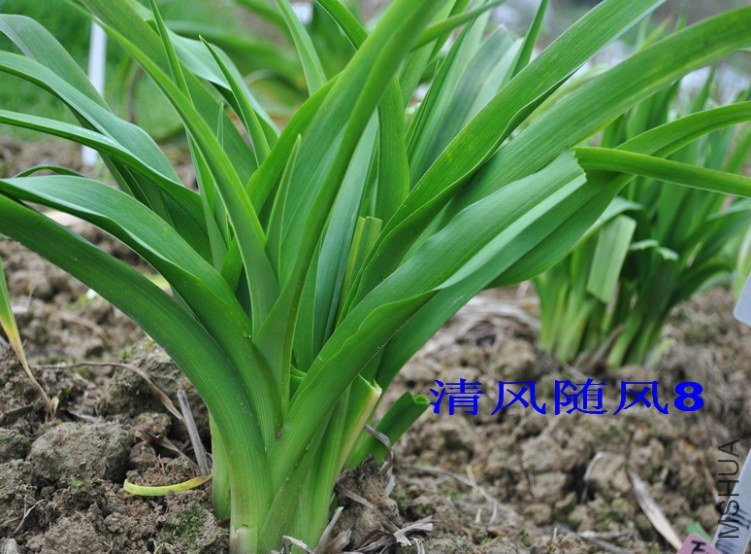 ����Ʒ�ֳɴԵ�ֲ��