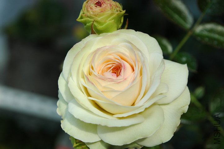 DSC_9237 ����.jpg