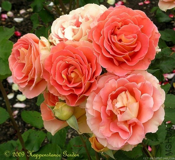 ͭ���ֶӣ�Brass Band��1.jpg