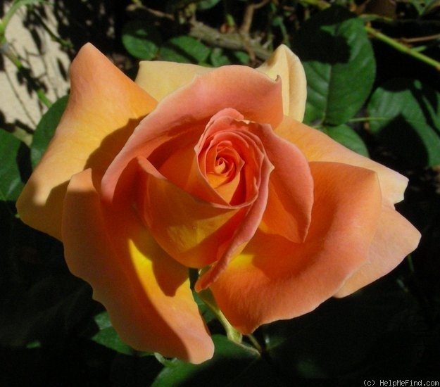 ͭ���ֶӣ�Brass Band��2.jpg