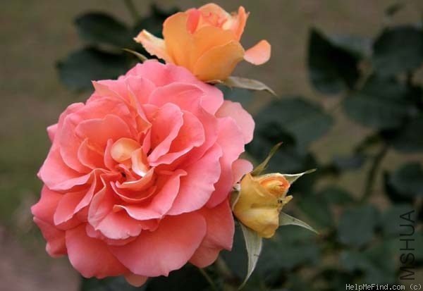 ͭ���ֶӣ�Brass Band��3.jpg