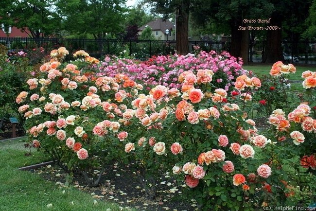 ͭ���ֶӣ�Brass Band��4.jpg