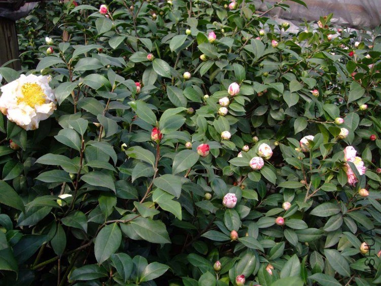 �軨԰ 2012-3-14f 022.jpg