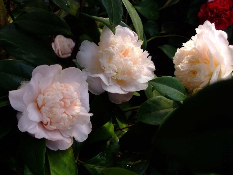 ����֮�� 2012-3-14f 017.jpg