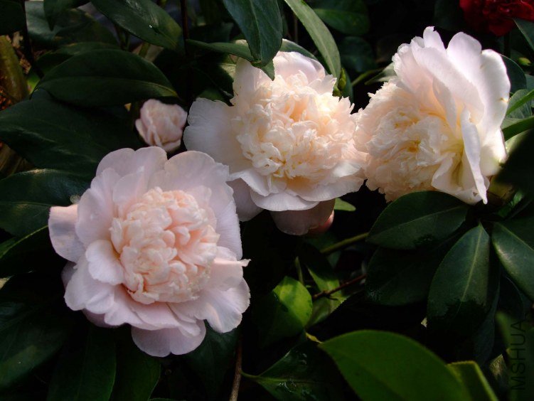 ����֮�� 2012-3-14f 018.jpg