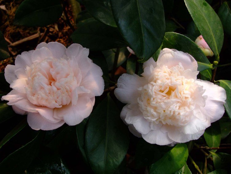 ����֮�� 2012-3-14f 019.jpg
