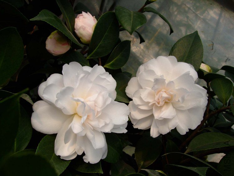 �Ѱ������� 2012-3-14f 056.jpg
