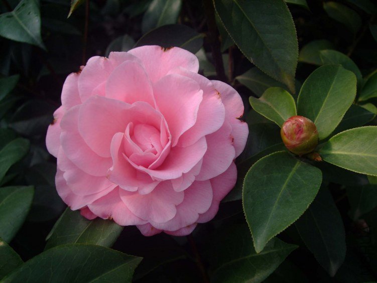 ţ���µ�ʯ 2012-3-14f 014.jpg