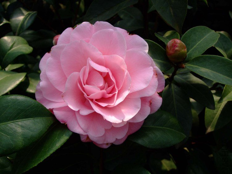 ţ���µ�ʯ 2012-3-14f 057.jpg