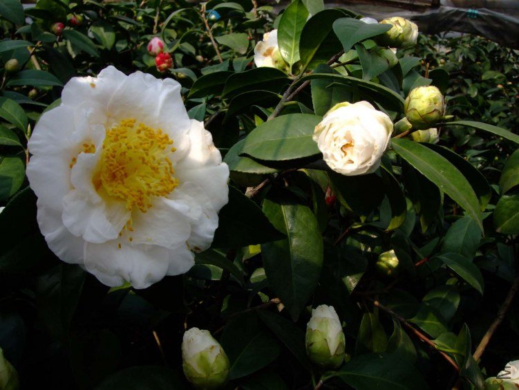 ���ײ���˹ 2012-3-14f 058.jpg