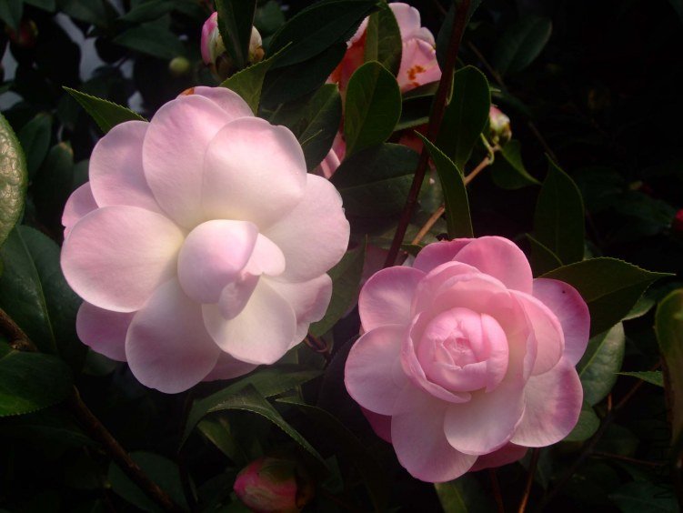 Ʈ�� 2012-3-14f 015.jpg