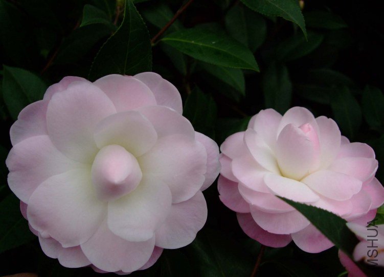 Ʈ�� 2012-3-15f 020.jpg