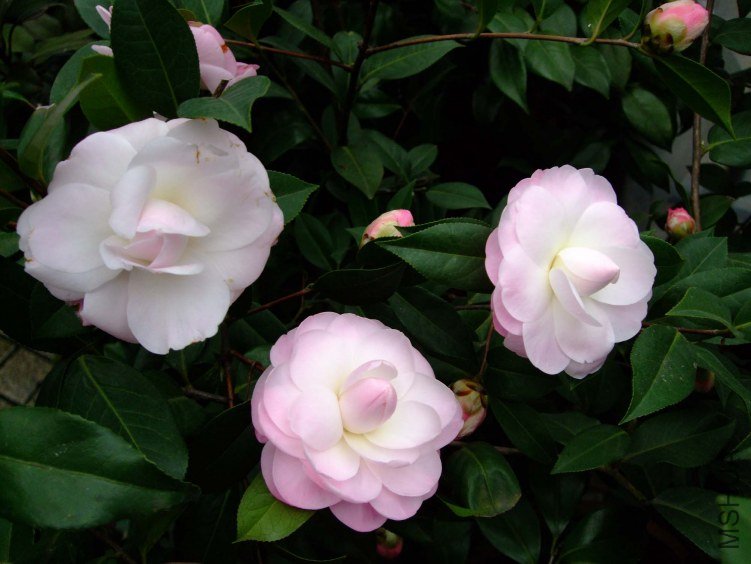 Ʈ�� 2012-3-15f 021.jpg
