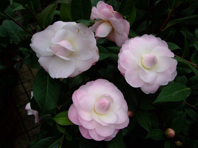 Ʈ�� 2012-3-15f 026.jpg