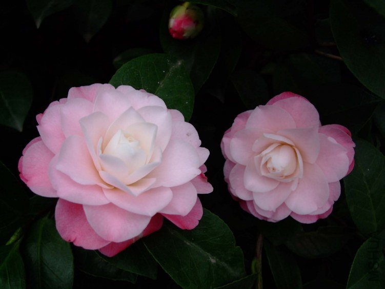 �찲�Ȼʺ� 2012-3-15f 001.jpg