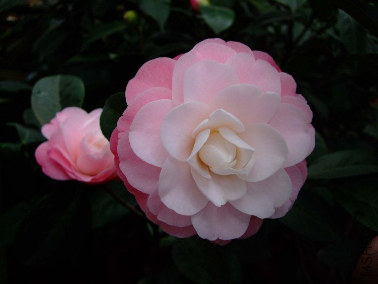 �찲�Ȼʺ� 2012-3-15f 036.jpg