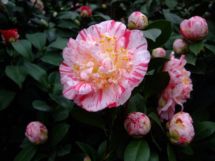 ������ 2012-3-15f 008.jpg