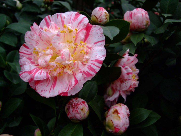 ������ 2012-3-15f 009.jpg