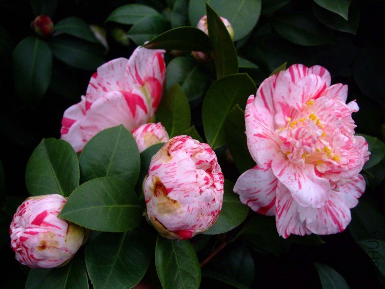 ������ 2012-3-15f 010.jpg