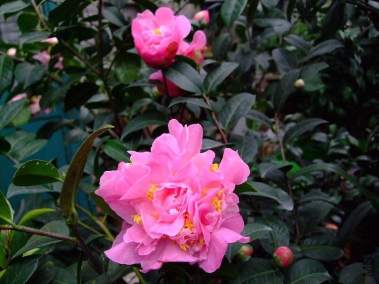 Ī������ 2012-3-15f 041.jpg