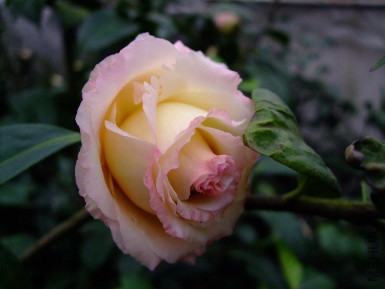 ������ 2012-3-15f 002.jpg