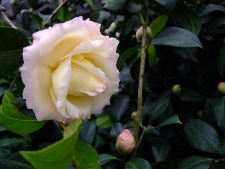 ������ 2012-3-15f 003.jpg