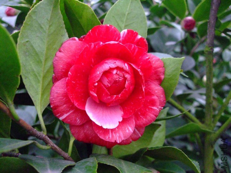 ԧ���� 2012-3-15f 006.jpg