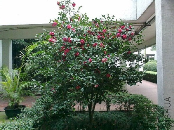 20120304834.jpg
