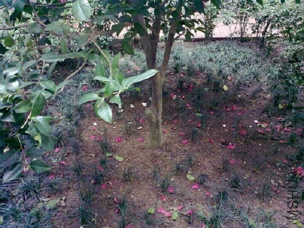 20120304835.jpg