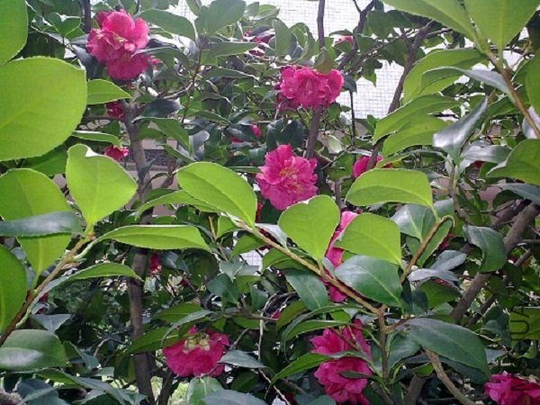 20120304836.jpg
