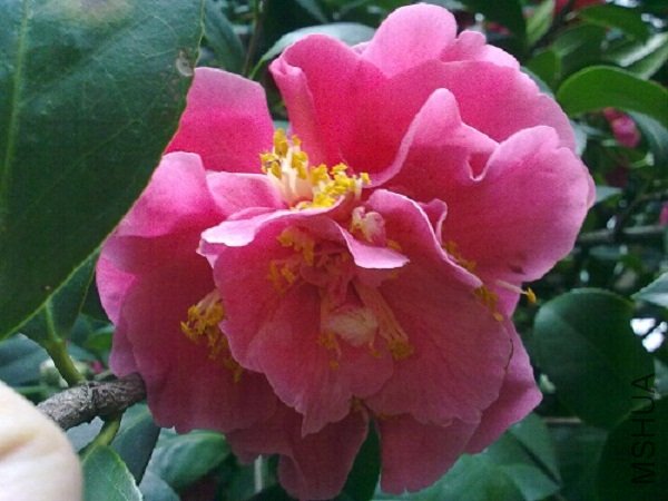 20120304838.jpg