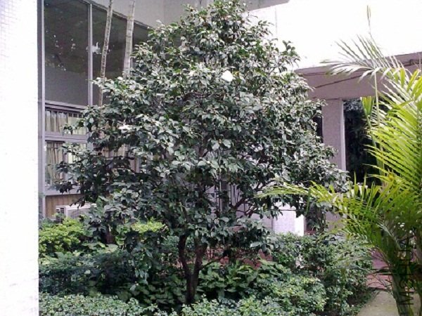20120304839.jpg