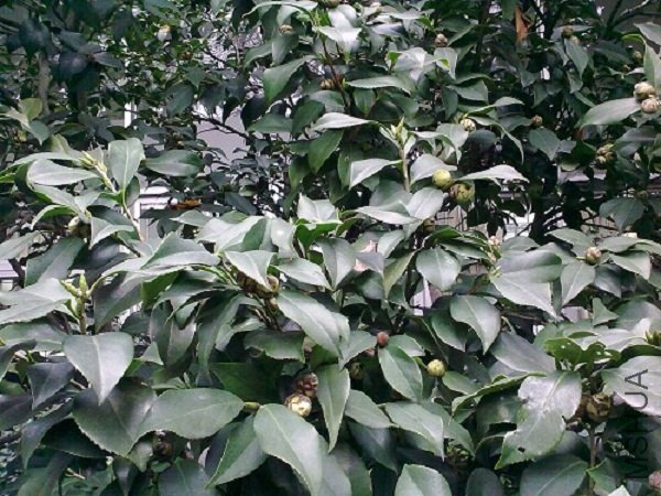 20120304841.jpg