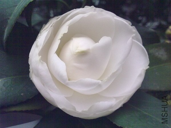 20120315878.jpg