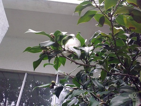 20120315879.jpg