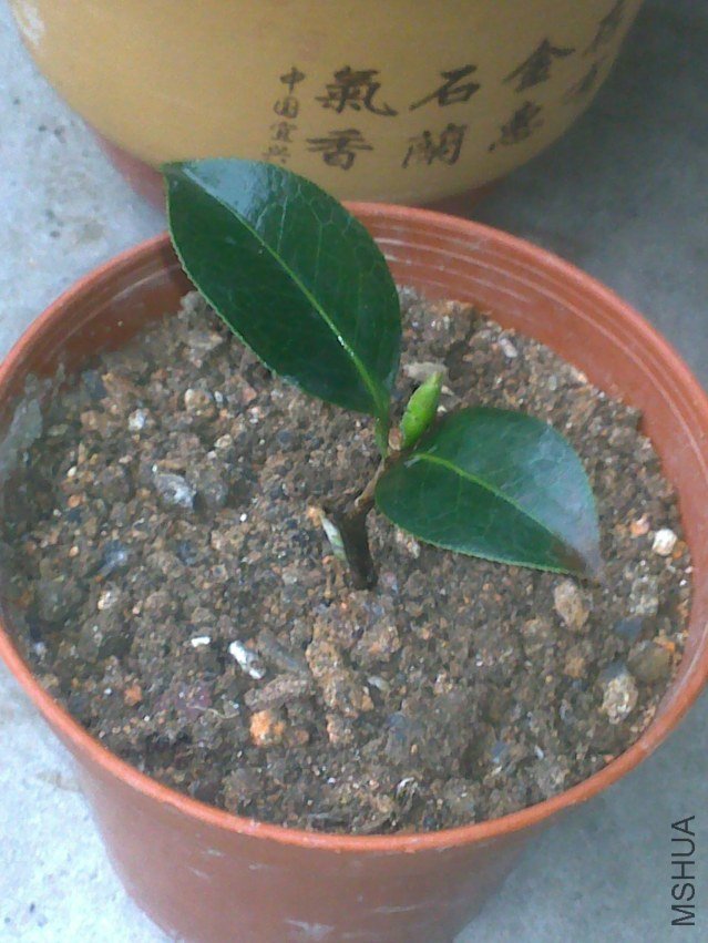 20120315371.jpg