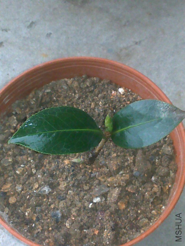 20120315373.jpg