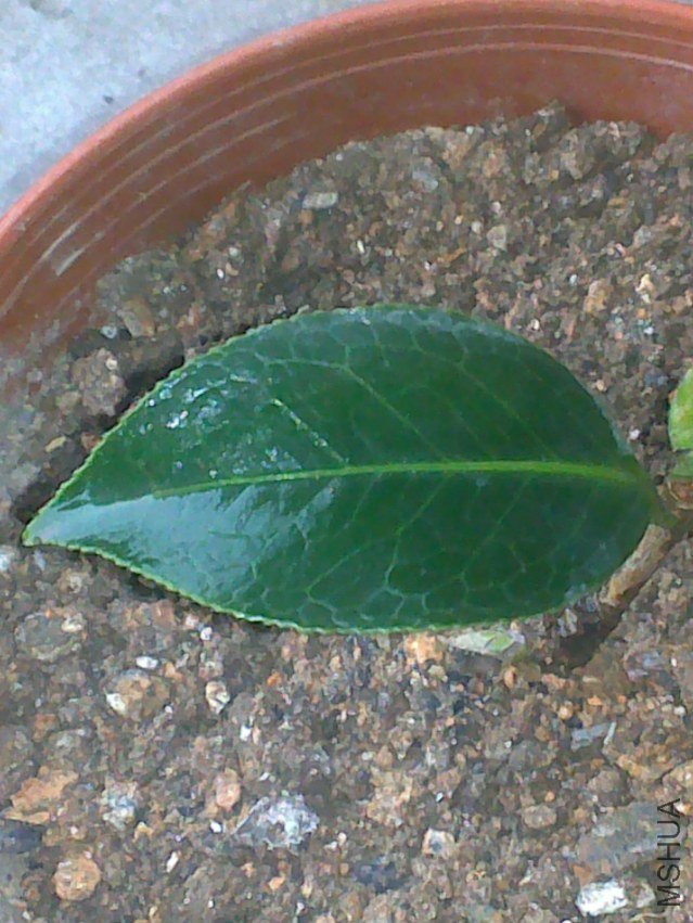 20120315374.jpg