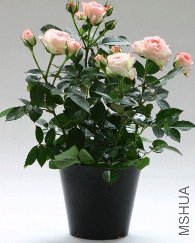 �ɰ��ࣨLovery More��1.jpg