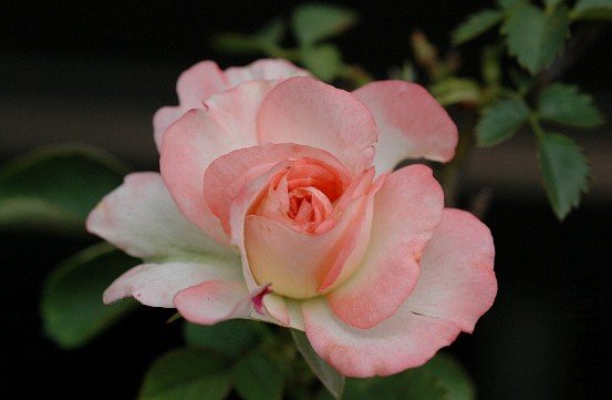 �ɰ��ࣨLovery More��2.jpg