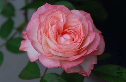 �ɰ��ࣨLovery More��4.jpg