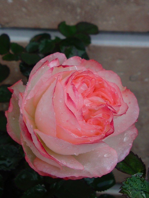 �ɰ��ࣨLovery More��6.jpg