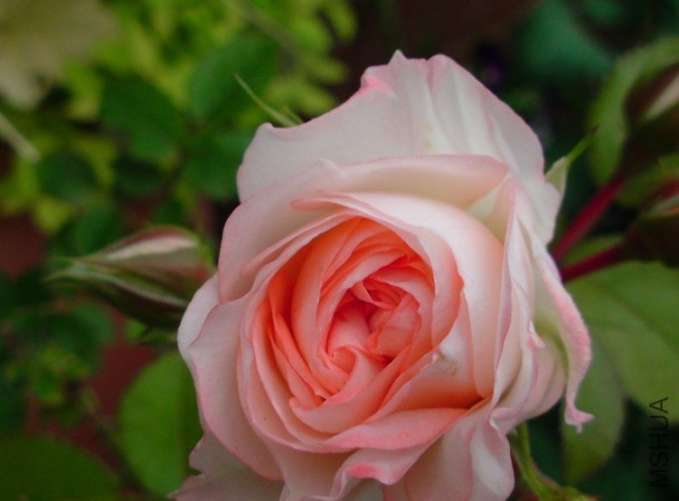 �ɰ��ࣨLovery More��7.jpg