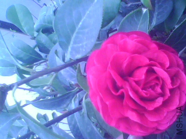 IMG1338A.jpg