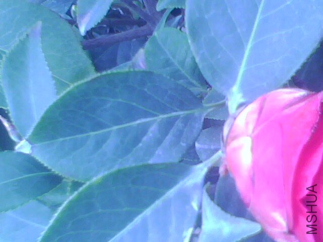 IMG1339A.jpg